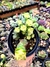 Crassula Perforata Variegata na internet