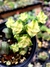 Crassula Perforata Variegata