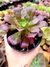 Aeonium Arboreum Atropurpurea - comprar online