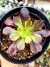 Aeonium Super Bang na internet