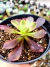 Aeonium Super Bang - comprar online