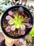Aeonium Super Bang