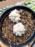 Echeveria Prolifica Variegata Cristata