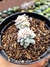 Echeveria Prolifica Variegata Cristata - comprar online