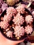 Echeveria Prolifica Variegata