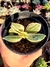 Crassula Ovata Variegata (Tricolor)