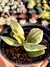 Crassula Ovata Variegata (Tricolor) - comprar online