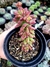 Sedum Cuspidatum - comprar online