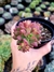 Sedum Cuspidatum