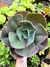 Gibiflora Argentina GRANDE CUIA 17