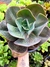 Gibiflora Argentina GRANDE CUIA 17 - comprar online