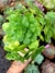 Aeonium Werdemanniano ssp - comprar online