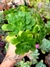 Aeonium Werdemanniano ssp