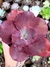 Gibiflora David Harris