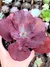 Gibiflora David Harris - comprar online