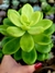 Sedum Shangrila - comprar online