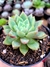 Echeveria Shallow na internet