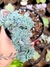 Echeveria Wavelite cristata - comprar online