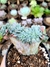 Echeveria Wavelite cristata