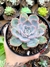 Echeveria Orion