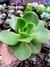 Aeonium Nobile - comprar online