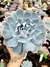 Echeveria Blue Heron - Meu Quintal Suculento