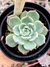 Echeveria Beatrice