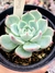 Echeveria Beatrice - comprar online