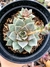 Echeveria Punita