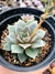 Echeveria Punita - comprar online