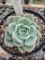 Echeveria Salmon