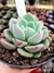 Echeveria Salmon - comprar online