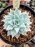 Echeveria Subalpina na internet