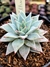 Echeveria Subalpina - Meu Quintal Suculento