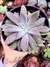 Echeveria Carnicolor