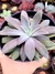 Echeveria Carnicolor - comprar online
