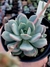 Graptoveria A Grim One - comprar online