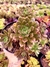 Aeonium Ocidentale