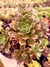 Aeonium Ocidentale - comprar online