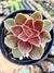 Echeveria Rosularis