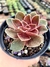 Echeveria Rosularis - comprar online