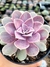 Echeveria Difractens - comprar online