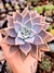 Echeveria Hib. Paraguaiense