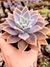 Echeveria Hib. Paraguaiense - comprar online