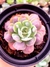 Echeveria Parva x Raindrops