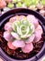 Echeveria Parva x Raindrops - comprar online