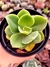 Echeveria Big Green - Meu Quintal Suculento