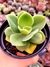 Echeveria Big Green - loja online