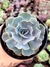 Echeveria Gib. Blue Ruffles