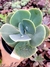 Gibiflora Papageno